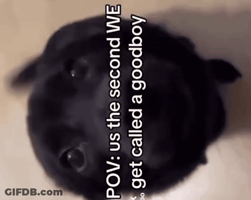 Black Dog Saying POV Us The Second We Get Called A Goodboy GIF