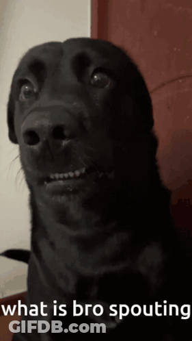 Black Dog Saying What Is Bro Spouting GIF