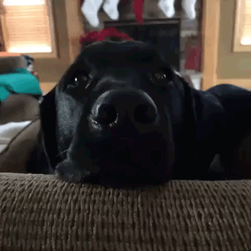 Black Dog Shocked Meme Big Eyes GIF