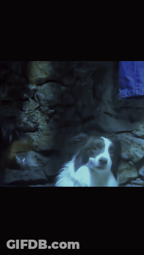 Black Dog Showing Teeth GIF