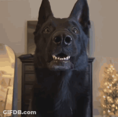 Black Dog Showing Teeth GIF