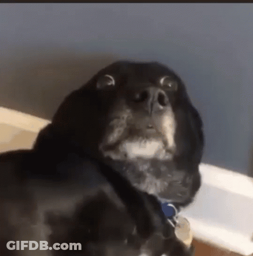 Black Dog Side Eye Fear Reaction GIF