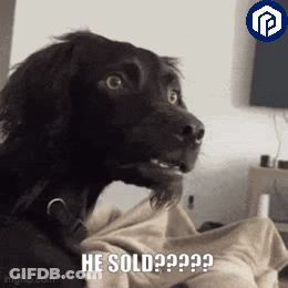 Black Dog Sitting On Bed Asking If He Sold GIF