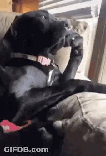 Black Dog Sitting On Couch Eating Food GIF