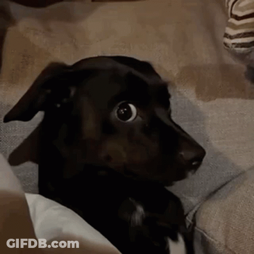 Black Dog Sitting On Couch Surprised GIF