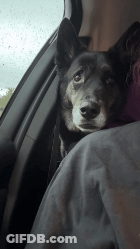 Black Dog Sitting On Lap In Car GIF
