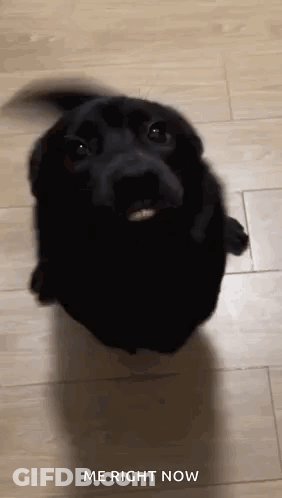 Black Dog Sitting On Wooden Floor Looking Up GIF