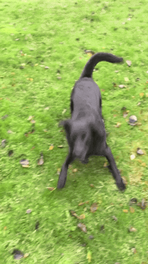 Black Dog Spinning In The Grass GIF