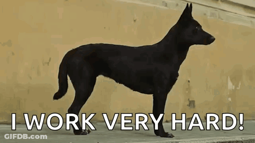 Black Dog Standing Before I Work Very Hard GIF