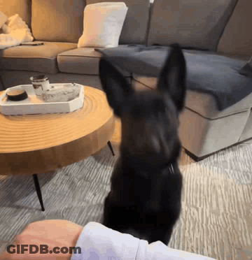 Black Dog Standing In Front Of Coffee Table GIF