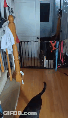 Black Dog Standing In Front Of Gate In Hallway GIF