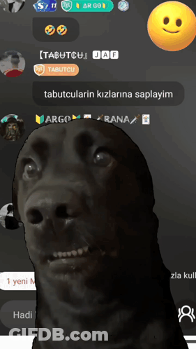 Black Dog Standing In Front Of Tabutcu Jaf Screen GIF