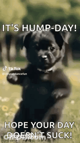 Black Dog Standing In Grass Hump Day GIF
