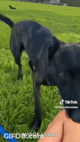 Black Dog Standing In Grassy Field With Person On Leash GIF