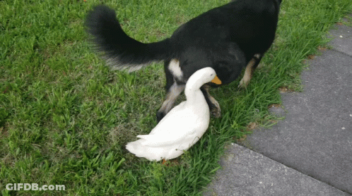 Black Dog Standing Next To White Duck On Grass GIF