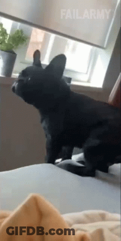 Black Dog Standing On Bed In Front Of Window FailArmy GIF
