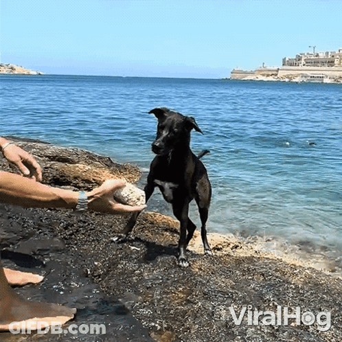 Black Dog Standing On Hind Legs On Rocky Beach GIF