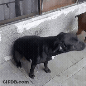 Black Dog Standing On Sidewalk Next To Window GIF