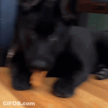 Black Dog Standing On Wooden Floor In Front Of Chair GIF