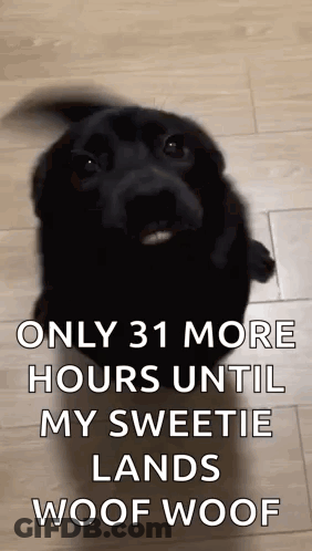Black Dog Standing On Wooden Floor Looking Up GIF