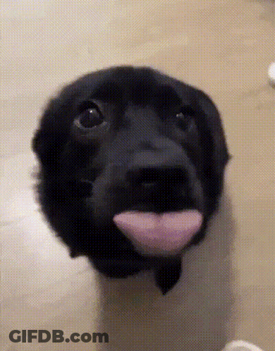 Black Dog Sticking Out Pink Tongue GIF