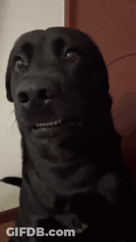 Black Dog Surprised Close Up GIF
