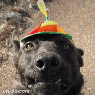 Black Dog Wearing Colorful Hat With Feather GIF