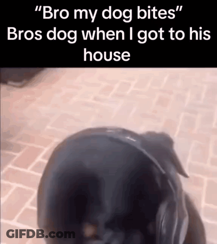 Black Dog Wearing Headphones Biting Another Dog GIF