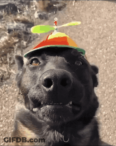 Black Dog Wearing Propeller Hat GIF