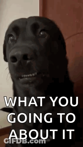 Black Dog What You Going To About It GIF