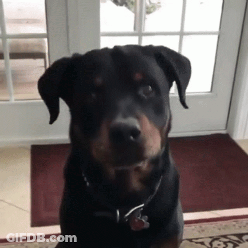 Black Dog With Amanda Tag GIF