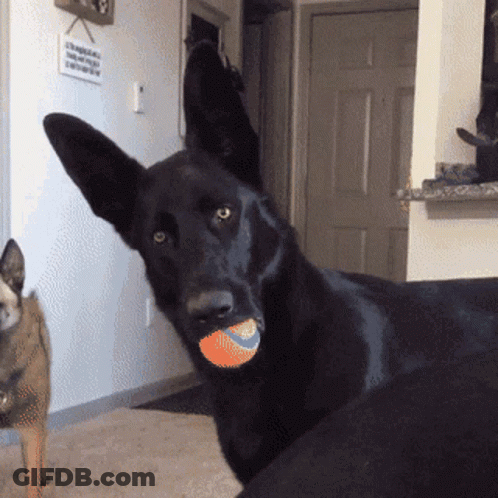 Black Dog With Ball In Mouth Looking At Camera GIF