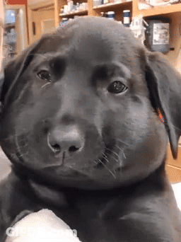 Black Dog With Beehive On Face GIF