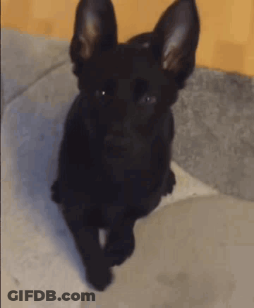 Black Dog With Big Ears Sitting GIF