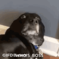 Black Dog With Blue Collar Looking At Camera GIF