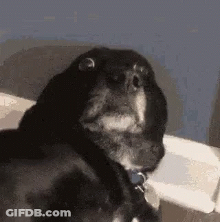Black Dog With Blue Collar Sitting On Couch GIF