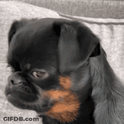 Black Dog With Brown Spot Sitting On Couch GIF