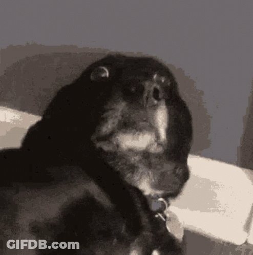 Black Dog With Collar Sitting On Couch GIF
