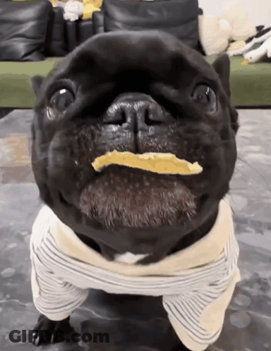 Black Dog With Food In Mouth GIF