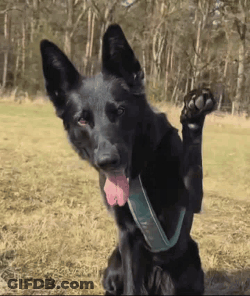 Black Dog With Green Collar GIF