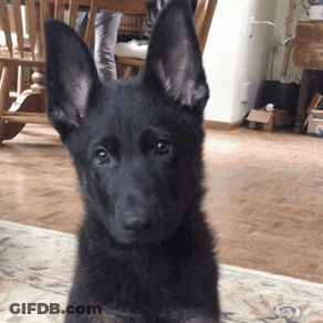 Black Dog With Large Ears Looking At Camera In Living Room GIF