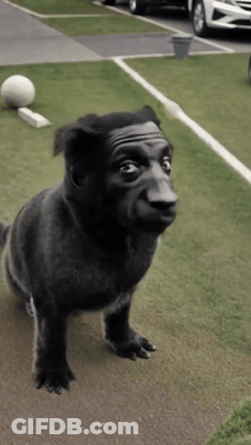 Black Dog With Man's Face On Head GIF