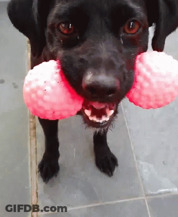 Black Dog With Pink Ball In Mouth GIF