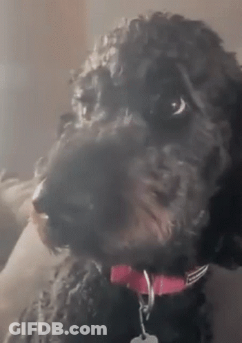 Black Dog With Pink Collar And Tag GIF