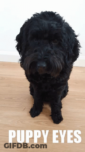 Black Dog With Puppy Eyes GIF