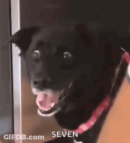 Black Dog With Red Collar Making Funny Face GIF