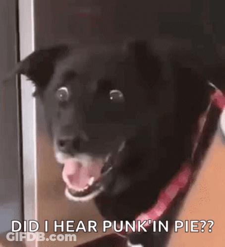 Black Dog With Red Collar Saying Did I Hear Punk In Pie? GIF