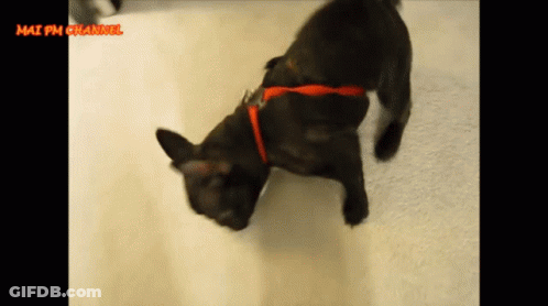 Black Dog With Red Collar Walking On White Carpet GIF