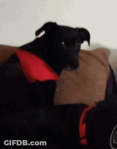 Black Dog With Red Scarf Lying On Couch GIF