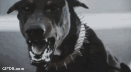 Black Dog With Spiked Collar GIF